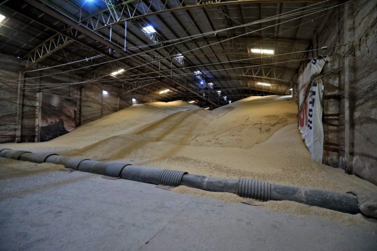 Crece 25% producción de maíz en Sinaloa