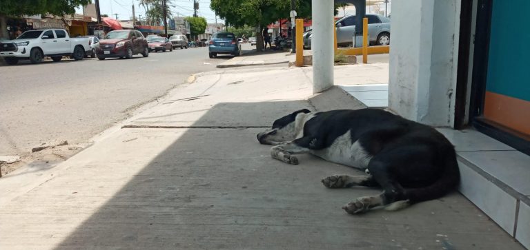 Urge PAN a Salud Navolato atender a perros en calles por calor