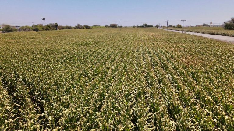 Aún sin afectaciones graves en los cultivos por heladas