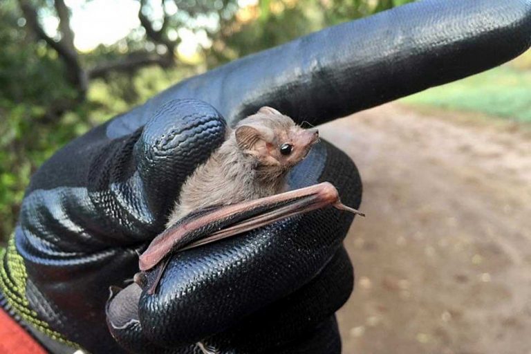 Crean UAS y agricultores alianza para controlar plagas con murciélagos