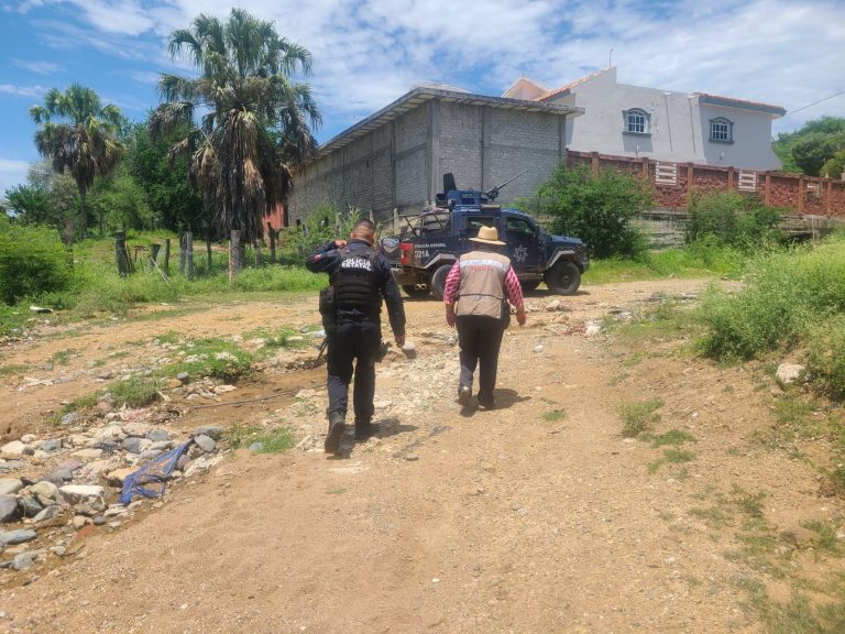 Llevarán gallinas, vacas y borregos a ‘zona de guerra’ de Sinaloa