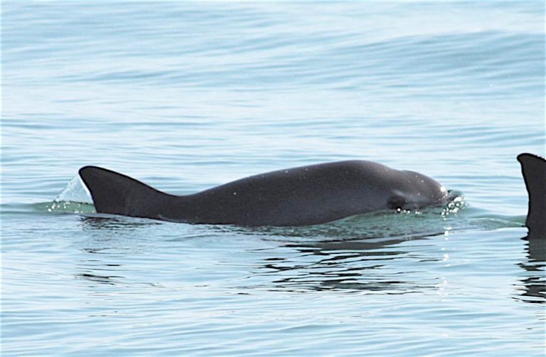 Emiten Alerta de Extinción mundial de la vaquita marina