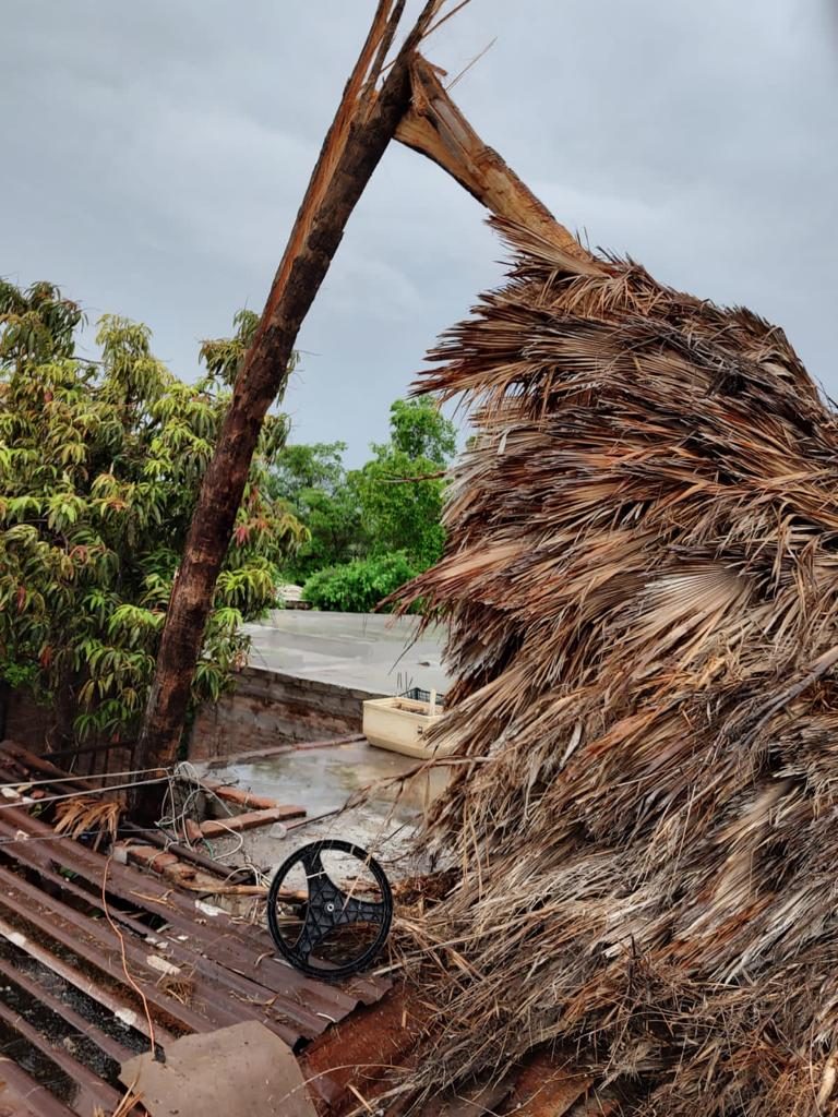 Reporta Ahome afectaciones por 42 árboles caídos