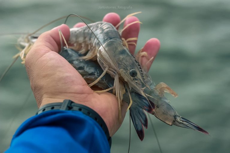 Levantan veda al camarón el 19 de septiembre