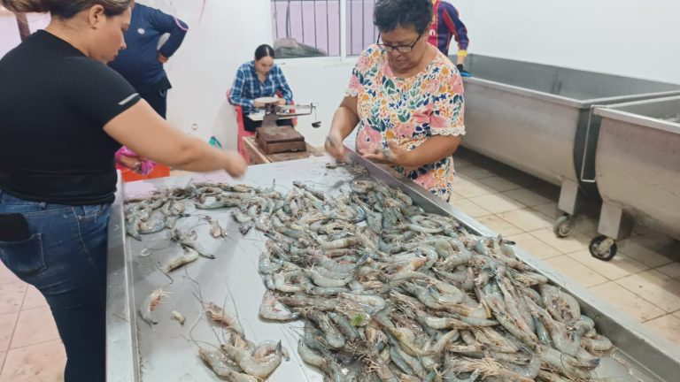 Analizan pescadores de Altata autoveda al camarón