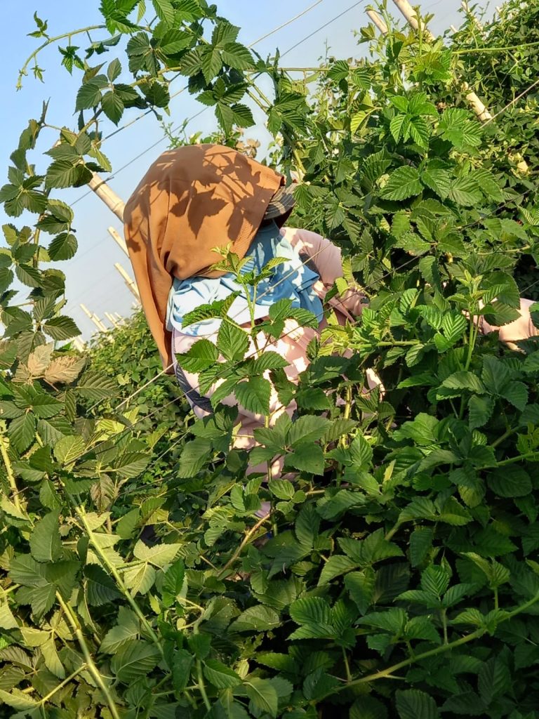 ‘Peinarán’ verificación de IMSS a jornaleros en Navolato