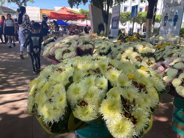 Reportan inundación de flor en Navolato con caídas de precios y alto consumo