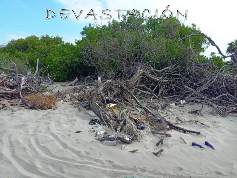 Muestra niño de Altata destrucción de mangle y gana concurso