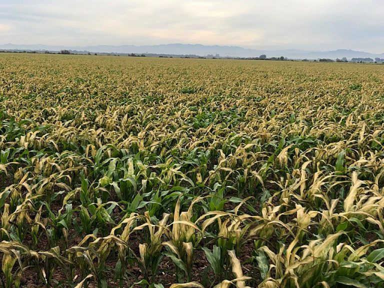 Advierten heladas para fin de año y enero