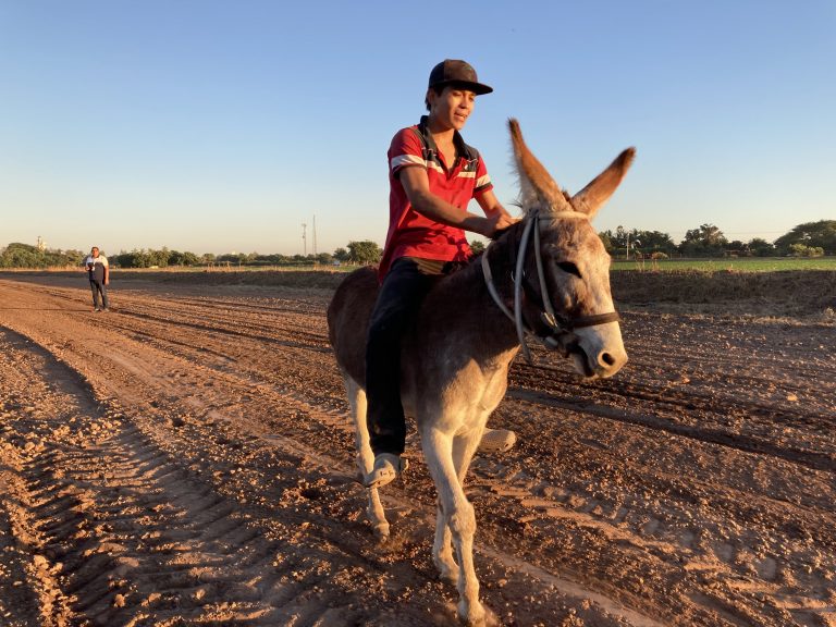 Gana Filemón la carrera de burros en Yebavito, Navolato