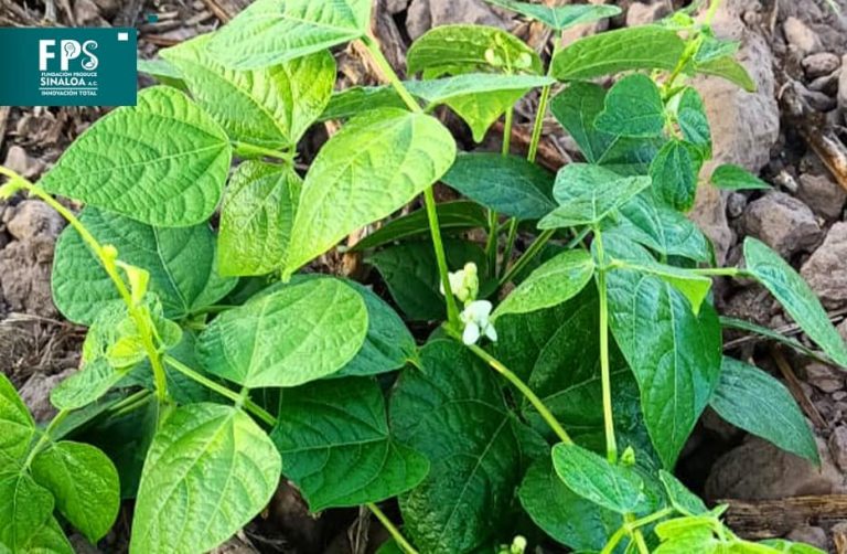Planean estímulo para incentivar siembra de frijol