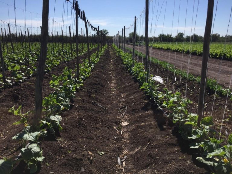 Caería 10% PIB en Sinaloa por problemas del campo