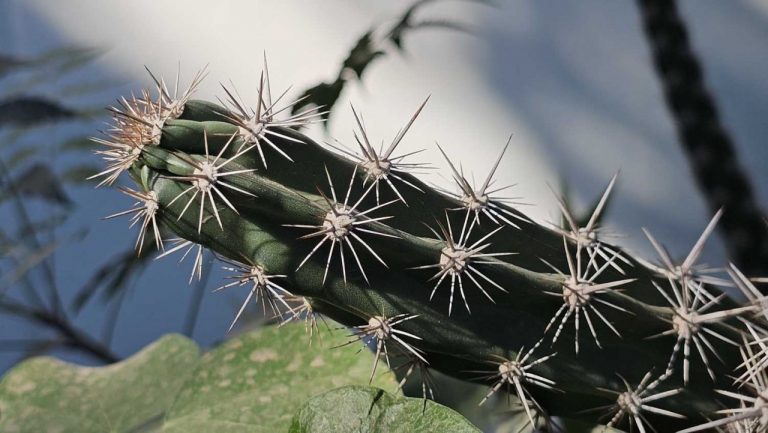 Descubre la UAS una nueva especie de pitaya