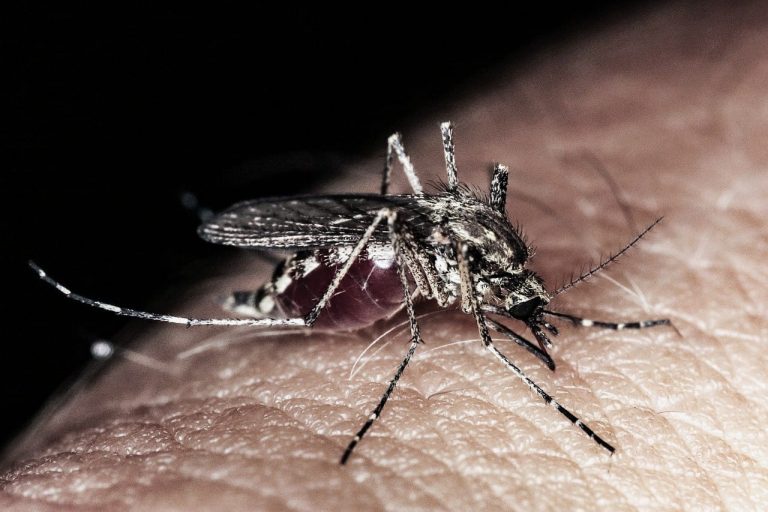 Registran dengue estados donde no había