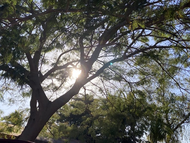 Temperaturas máximas de 30 a 35 °C en Sinaloa