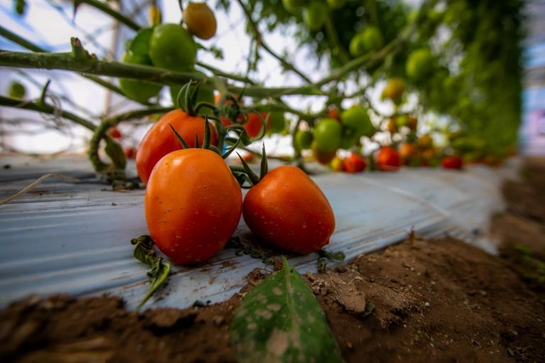 Impone EU arancel del 20.9% al tomate mexicano