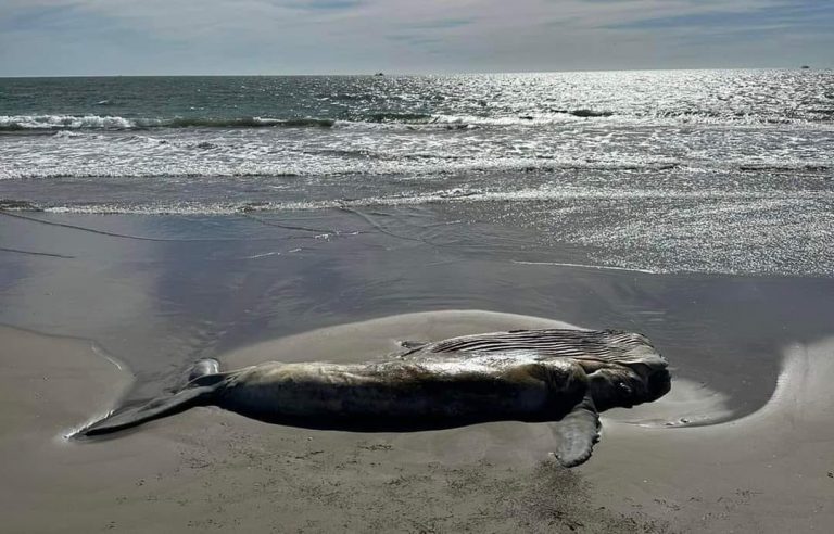 Ballena de El Tambor, Navolato habría fallecido hace 2 días