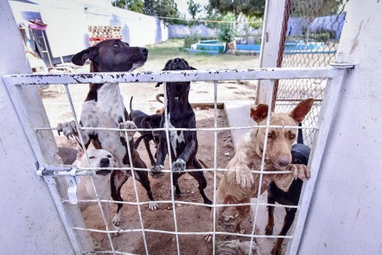 Analiza Mazatlán crear refugio animal ante sobrepoblación en calles