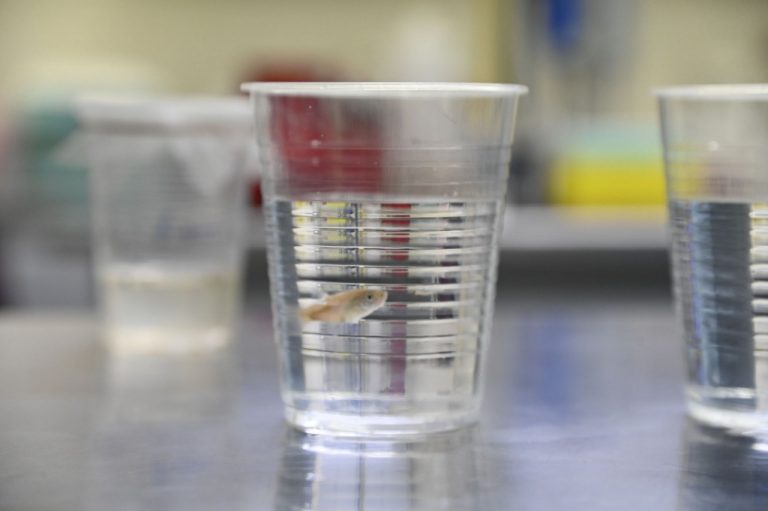 Pez endémico de Sinaloa podría controlar el dengue