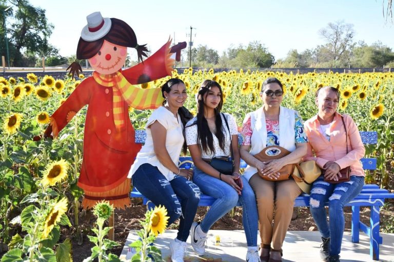 Abre Mocorito campo de girasoles