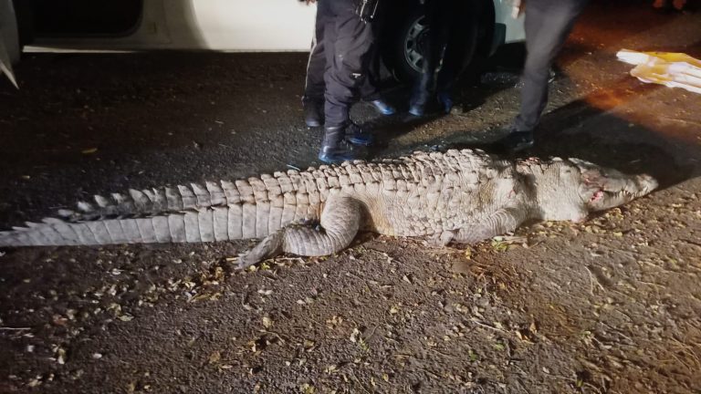 Mueren 3 tras atropellar un cocodrilo en Eldorado