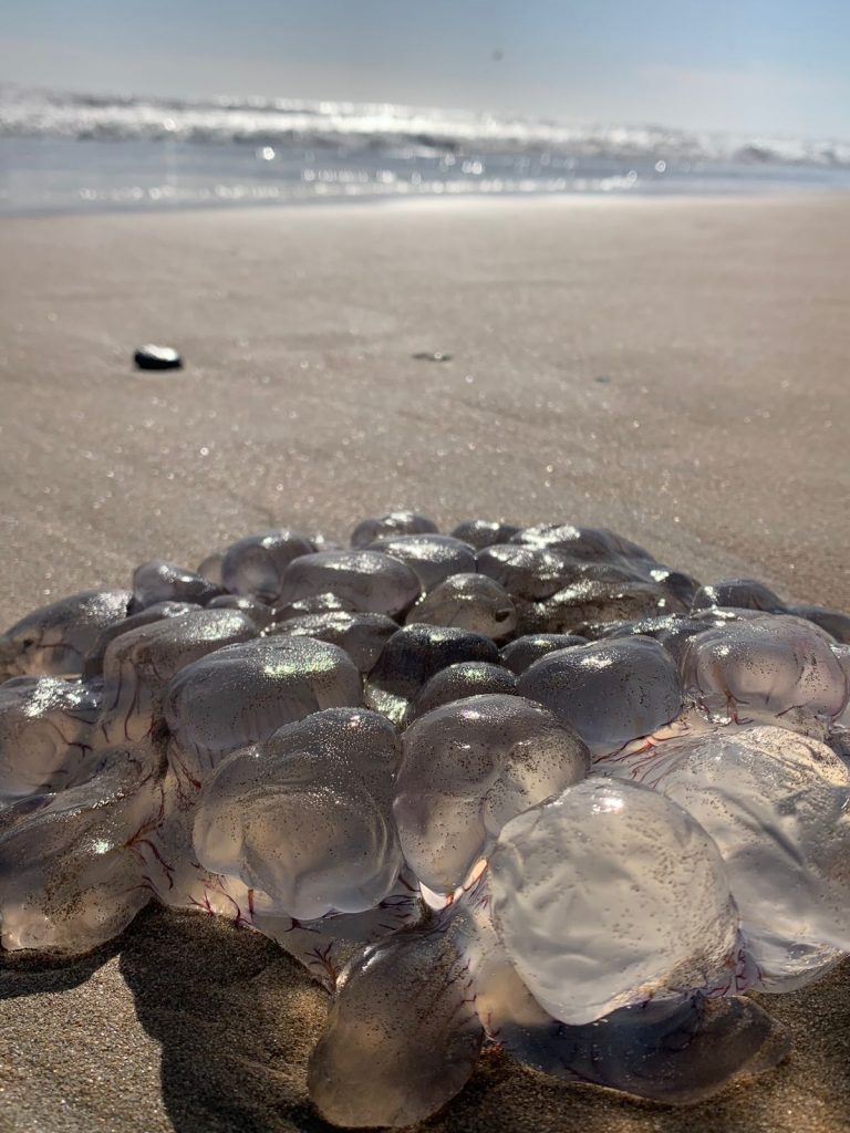 Alerta Mazatlán por quemadores