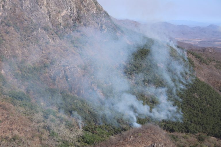 Combaten 134 incendio forestal en Elota