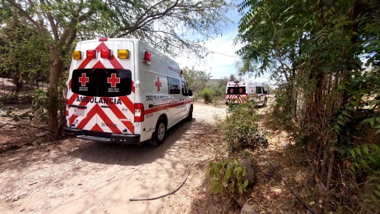 Termina anciano en el hospital tras picarle enjambre de abejas