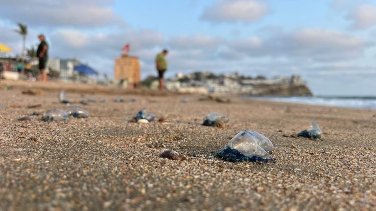 Arropan quemadores playas de Mazatlán