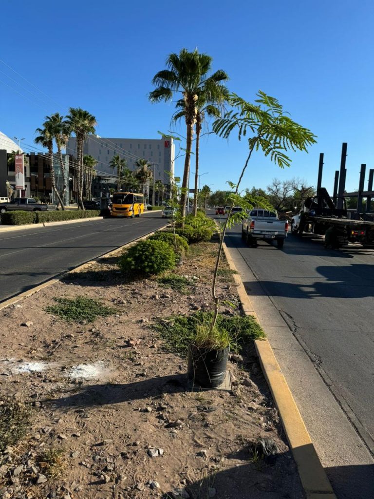 Aumentarán áreas verdes en Los Mochis