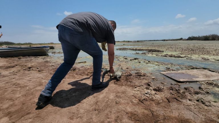 Liberan a cocodrilos hallados en casas de Culiacán