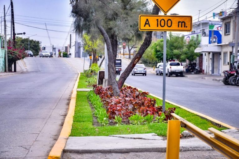 Denuncia Mazatlán robo de plantas en camellones y jardineras