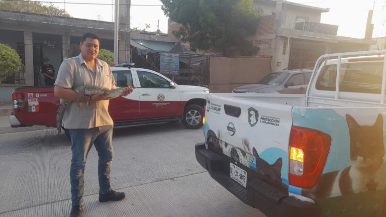 Reporta hombre cocodrilo en el patio de su casa