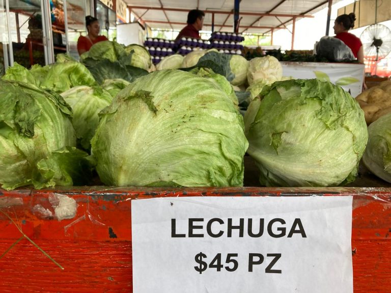 Se dispara a $45 la lechuga en Navolato