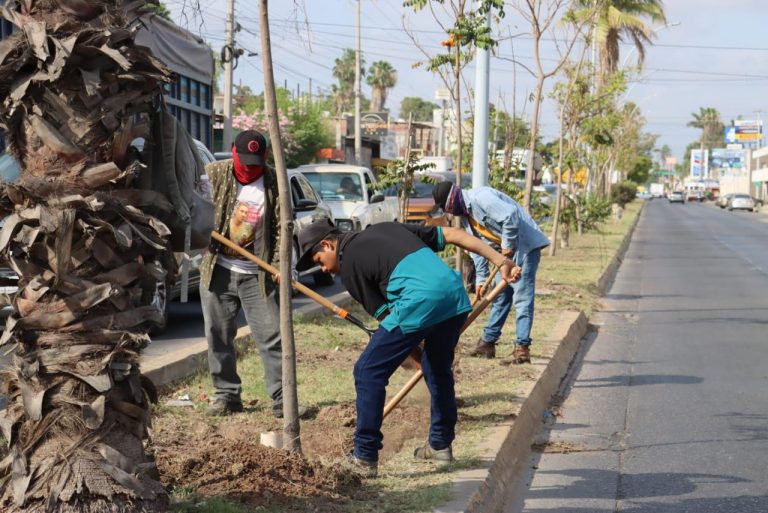 Ahorrará Ahome 70% de agua con químico en camellones