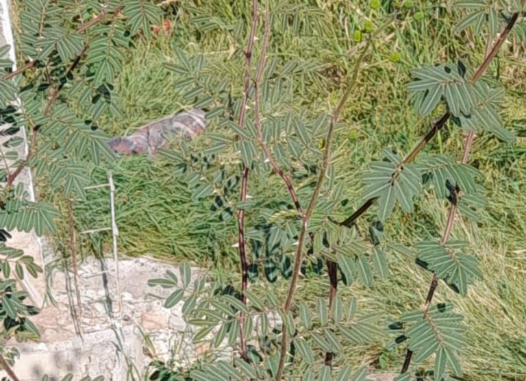 Reportan cadáver, era de un mono en Villa Juárez, Navolato