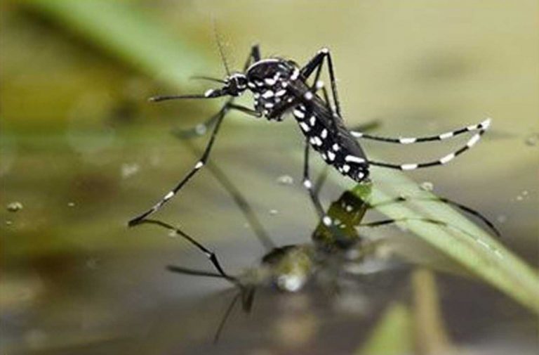 Sinaloa cerrará 2024 con más de mil 400 casos de dengue