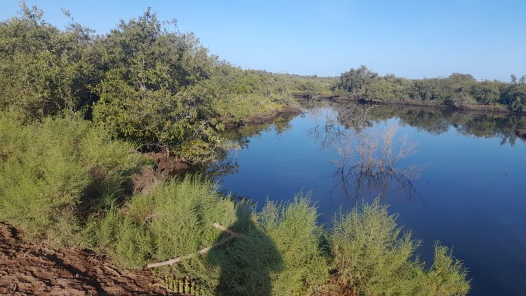 Hallan cadáver flotando en granja de Navolato
