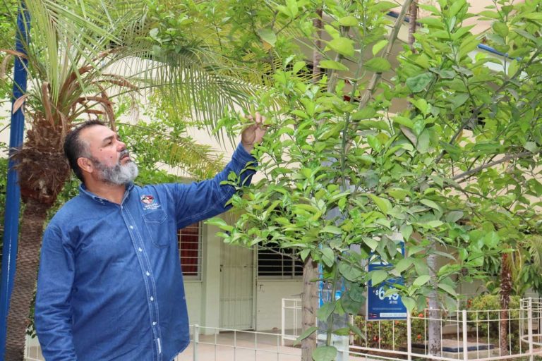 Ven en los árboles activo para disminuir el calor