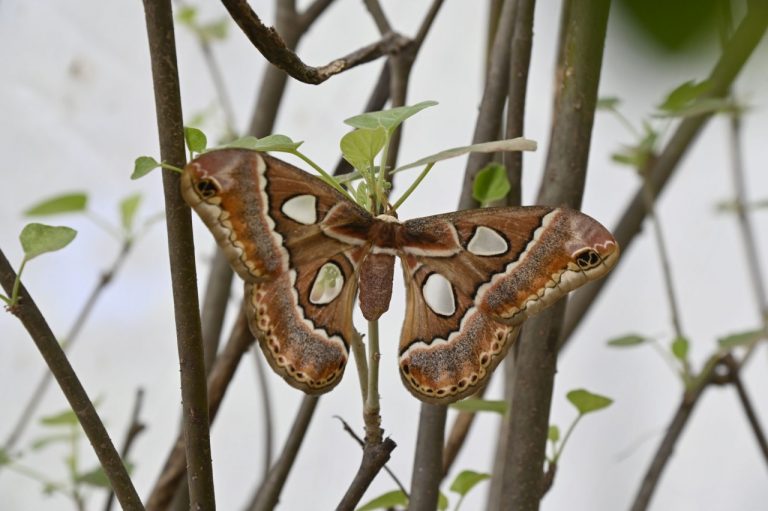 Trae humedad en Sinaloa a mariposa 4 espejos