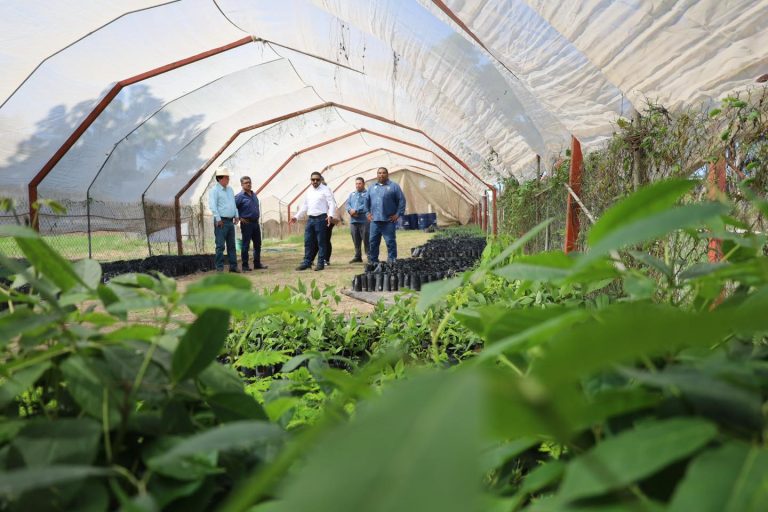 Prepara Navolato miles de árboles florales