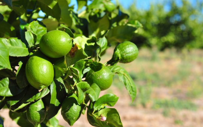 Aumenta 43% precio del limón por extorsiones