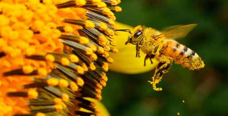 Al año cada mexicano consume sólo 200 gramos de miel