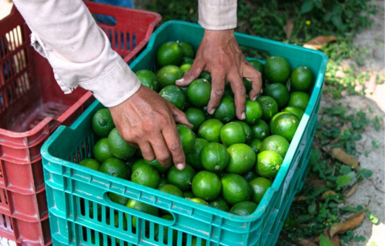 ‘Disparan’ extorsiones a $50 el kg de limón