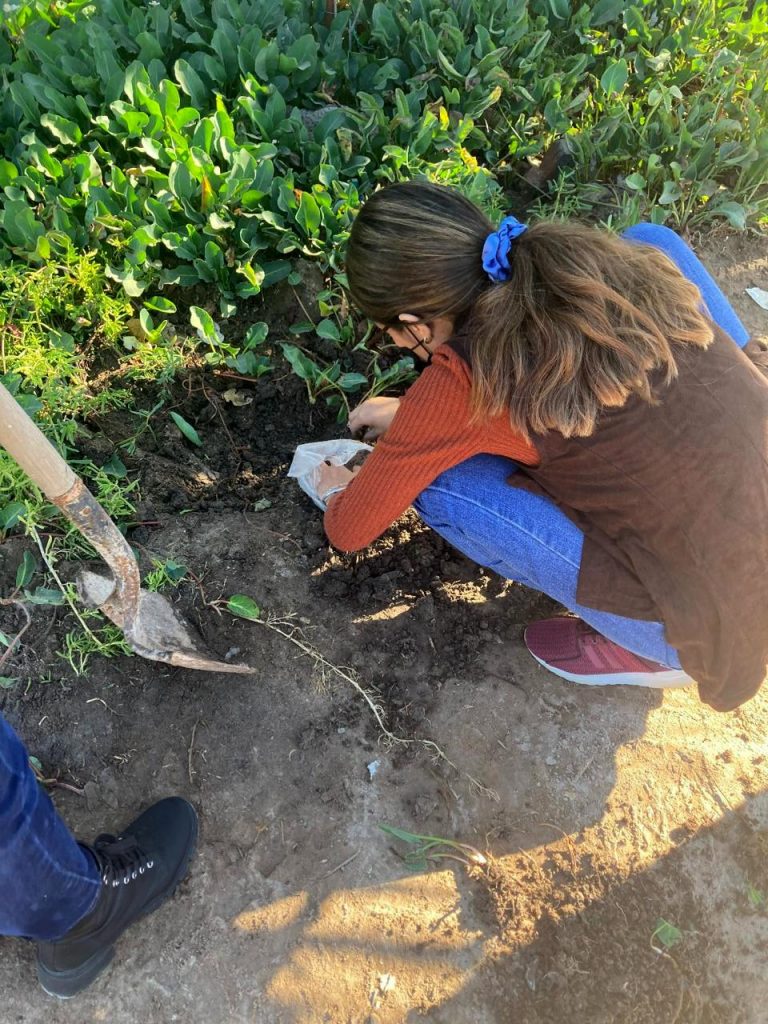 Estudian la yerba de manso para meterla a farmacias