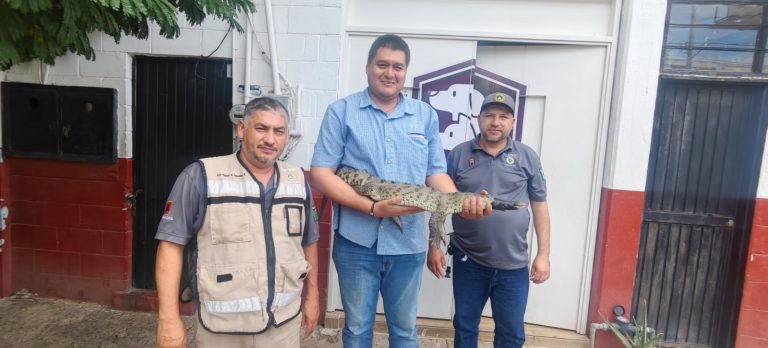 Capturan cocodrilo en calles de Costa Rica