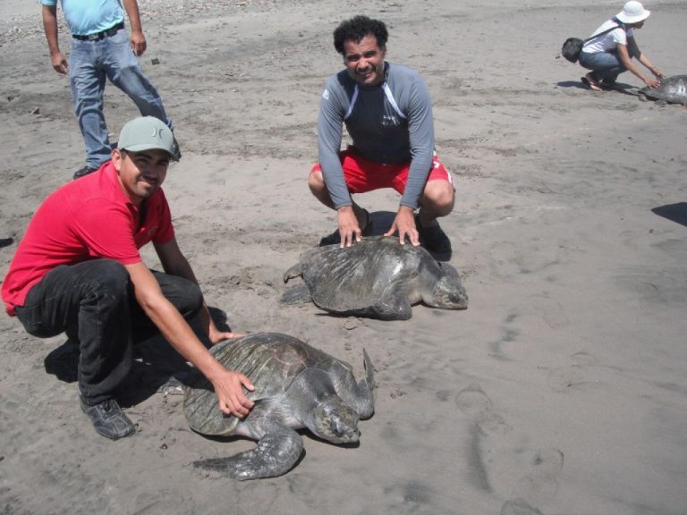 Protegidos 18 mil huevos de tortuga en Ceuta