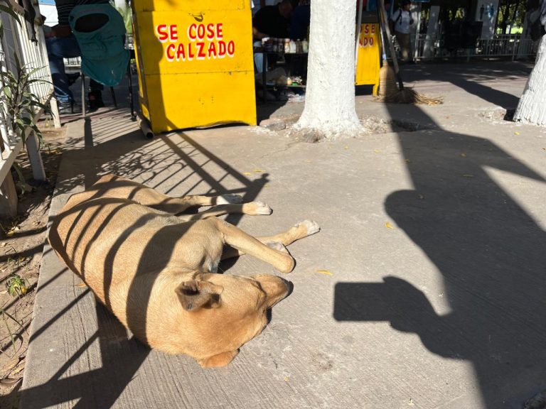 Atacan perros a transeúntes en la plazuela de Navolato