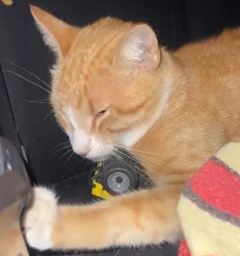 Matan en presunto envenenamiento 11 perros y gatos en la ‘Cañera’ de Navolato