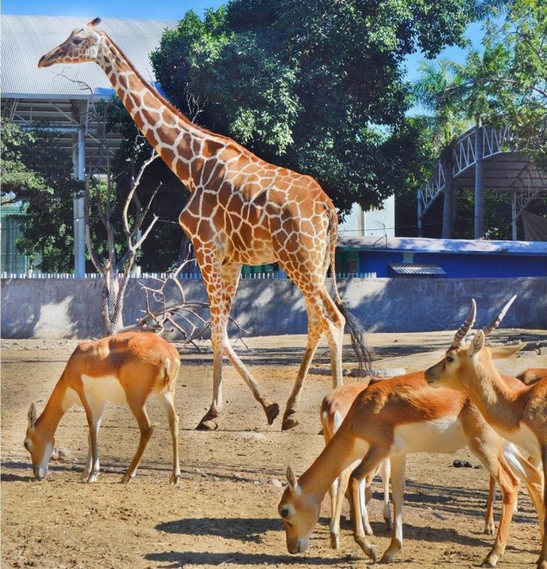 La jirafa del Zoo Culiacán falleció en septiembre,